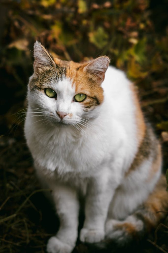 Adorable calico cat with striking green eyes sitting outdoors amidst foliage.