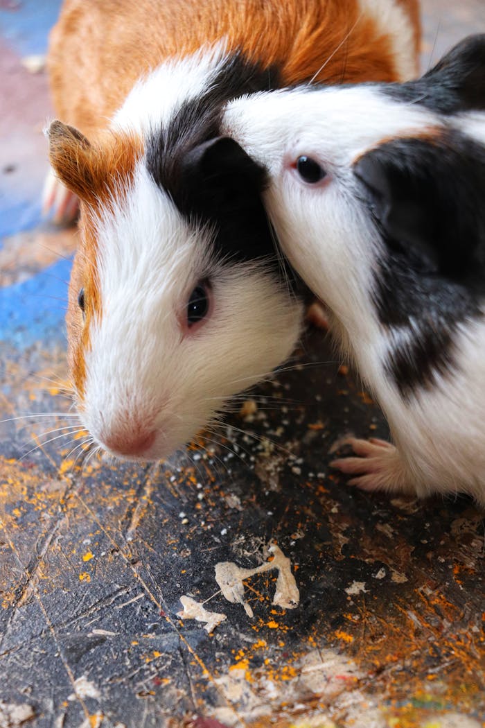Service Two cute guinea pigs on a colorful floor showcasing their playful nature.