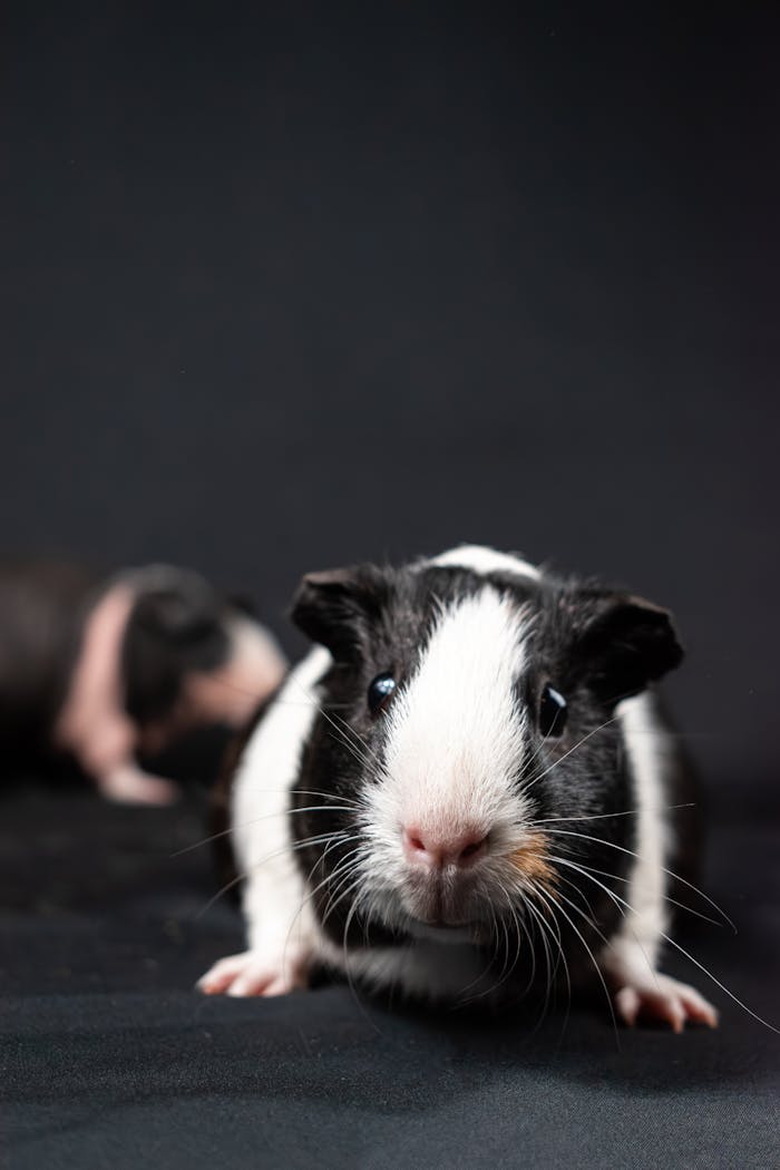 Service Adorable black and white guinea pig in a studio setting on a dark background.