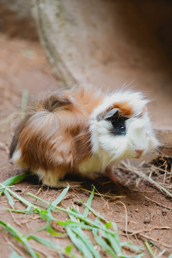 Service Charming long-haired guinea pig exploring a natural outdoor setting, offering a cute and lively scene.