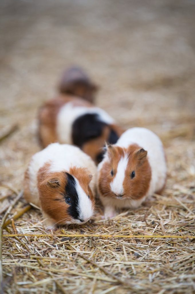 pexels photo 32835766 Cute guinea pigs cuddling on straw in a natural outdoor setting, perfect for nature and animal themes.