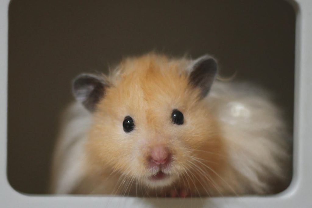 pexels photo 33914110 Close-up of a cute golden Syrian hamster looking directly at the camera.
