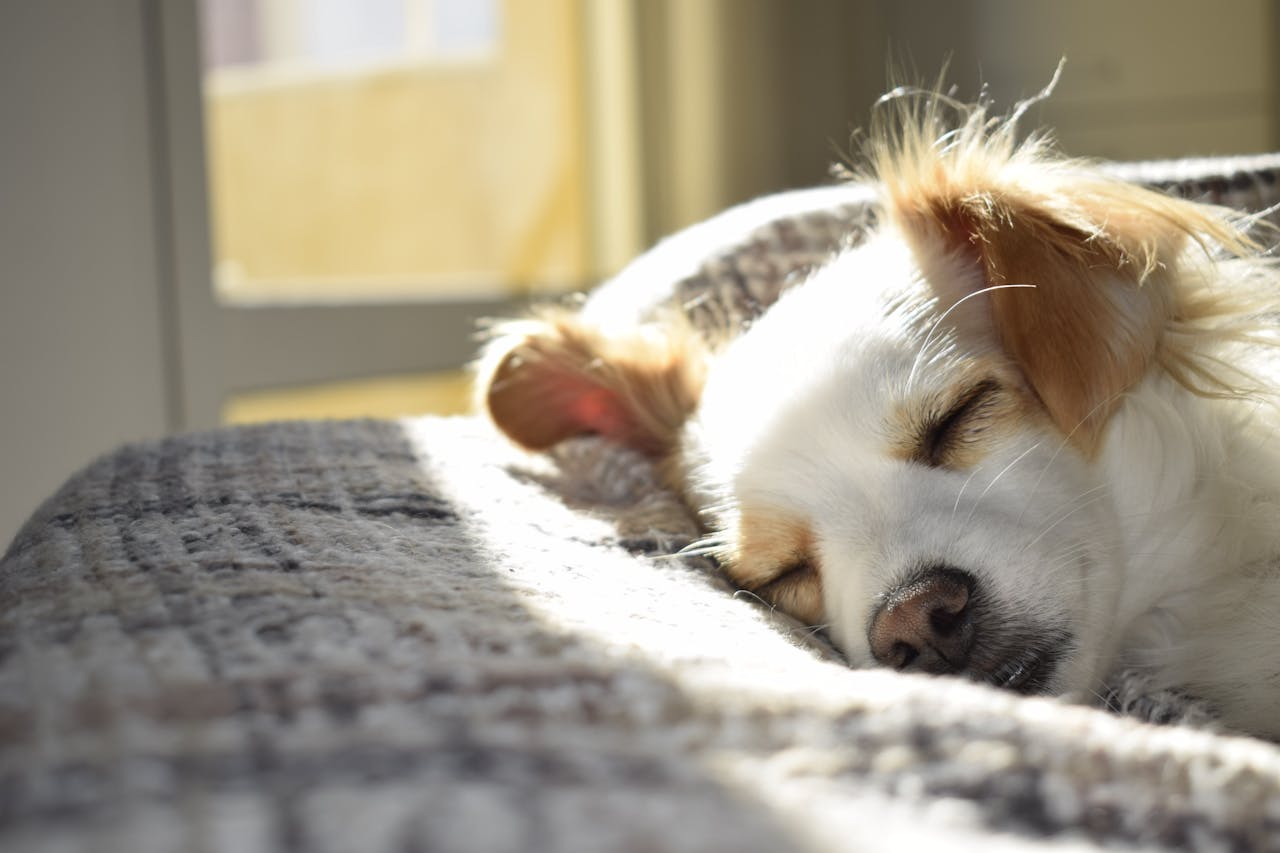 Service A cute puppy sleeping peacefully on a bed in a sunny room, showcasing calm and warmth.
