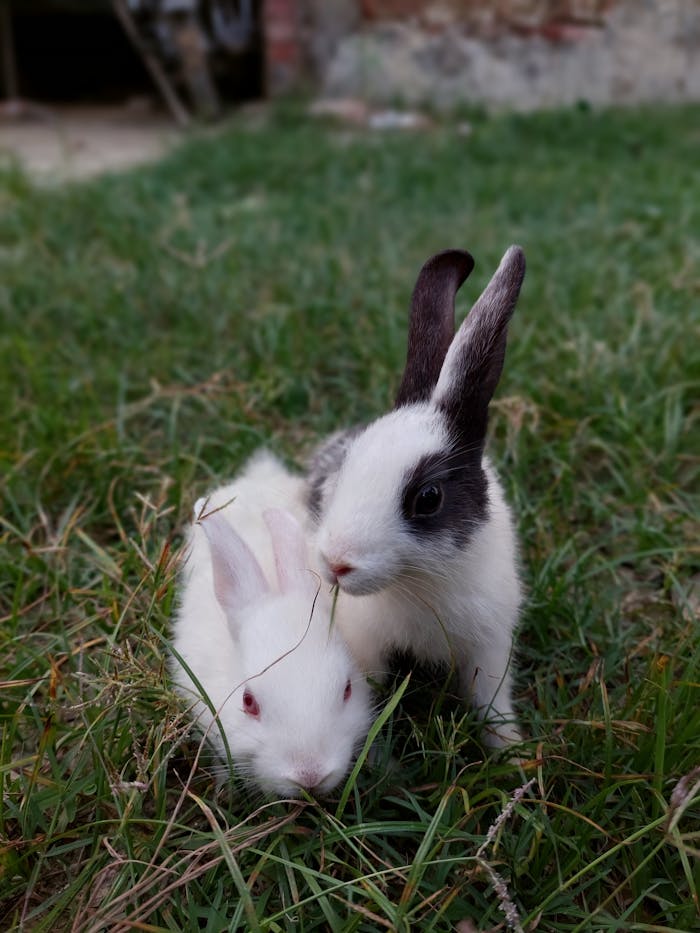 Home Two cute rabbits resting on grass outdoors, showcasing animal charm in nature.